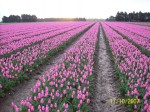 [Chr. Dream Afbeelding 062.jpg]